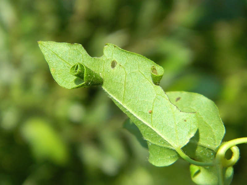 Bruco di Thyris fenestrella e domanda